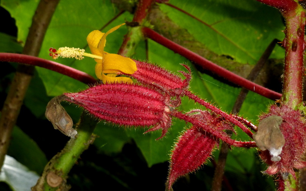 prickly umbrella