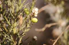 Baccharis paniculata