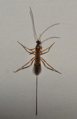Macrocentrinae
