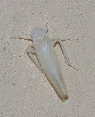 Typhlocybini