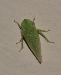 Xerophloea