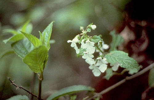Phyllostegia stachyoides