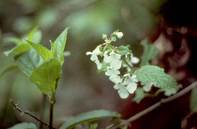 Phyllostegia stachyoides