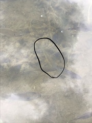 Notemigonus crysoleucas