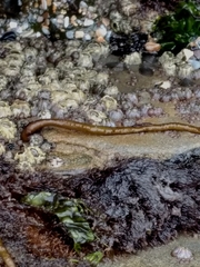 Cumagloia andersonii