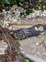 Cumagloia andersonii