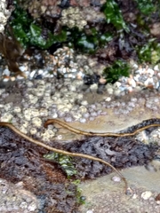Cumagloia andersonii