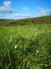 Psilocybe semilanceata