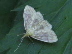 Crocidophora serratissimalis