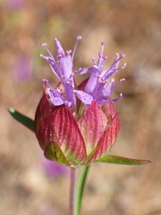 Monardella breweri breweri