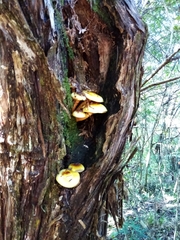 Pholiota glutinosa