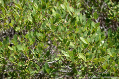 Quercus vacciniifolia