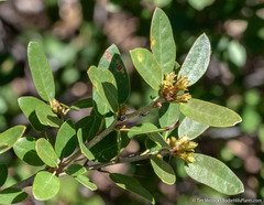 Quercus vacciniifolia