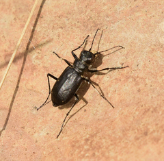 Cicindela nebraskana