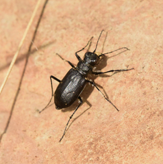 Cicindela nebraskana