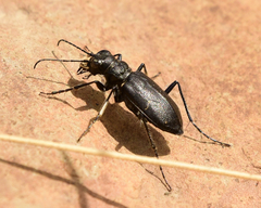 Cicindela nebraskana