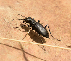Cicindela nebraskana