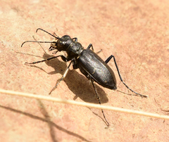 Cicindela nebraskana