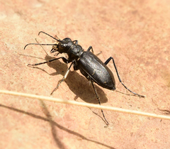Cicindela nebraskana