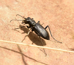 Cicindela nebraskana