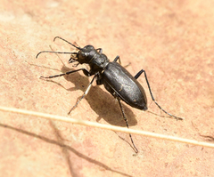 Cicindela nebraskana