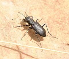 Cicindela nebraskana