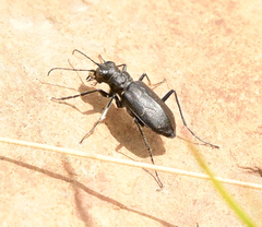 Cicindela nebraskana