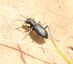 Cicindela nebraskana