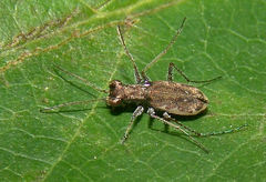 Parvindela cursitans