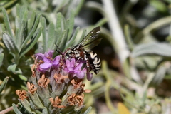 Triepeolus subnitens