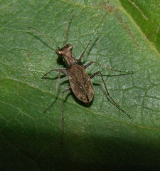 Parvindela cursitans