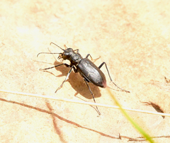 Cicindela nebraskana