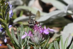 Triepeolus subnitens