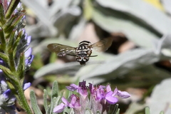 Triepeolus subnitens