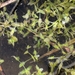 Ivy-leaved Duckweed - Photo (c) Almantas Kulbis, some rights reserved (CC BY-NC), uploaded by Almantas Kulbis