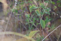 Cistus creticus eriocephalus