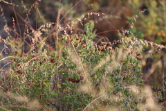 Cistus creticus eriocephalus