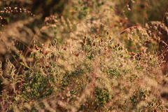 Cistus creticus eriocephalus