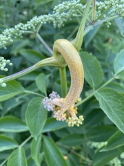 Puccinia sambuci