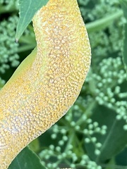 Puccinia sambuci