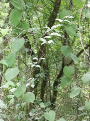 Aristolochia tomentosa