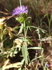 Monardella breweri breweri