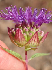 Monardella breweri breweri