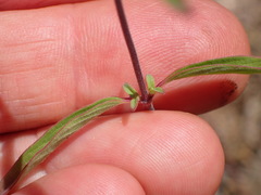 Monardella breweri breweri