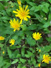 Hieracium umbellatum umbellatum