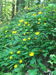 Hieracium umbellatum umbellatum