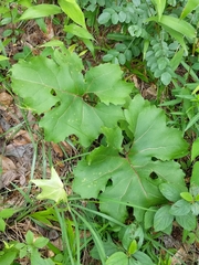Silphium compositum