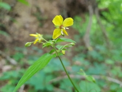 Lysimachia tonsa