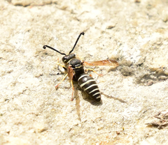 Odynerus dilectus