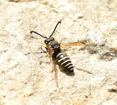 Odynerus dilectus